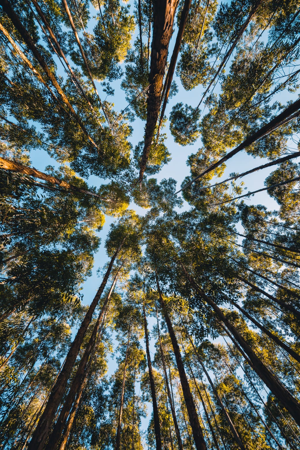 Vistoria e inventário de maciços florestais — Avaliação de ativos em pé