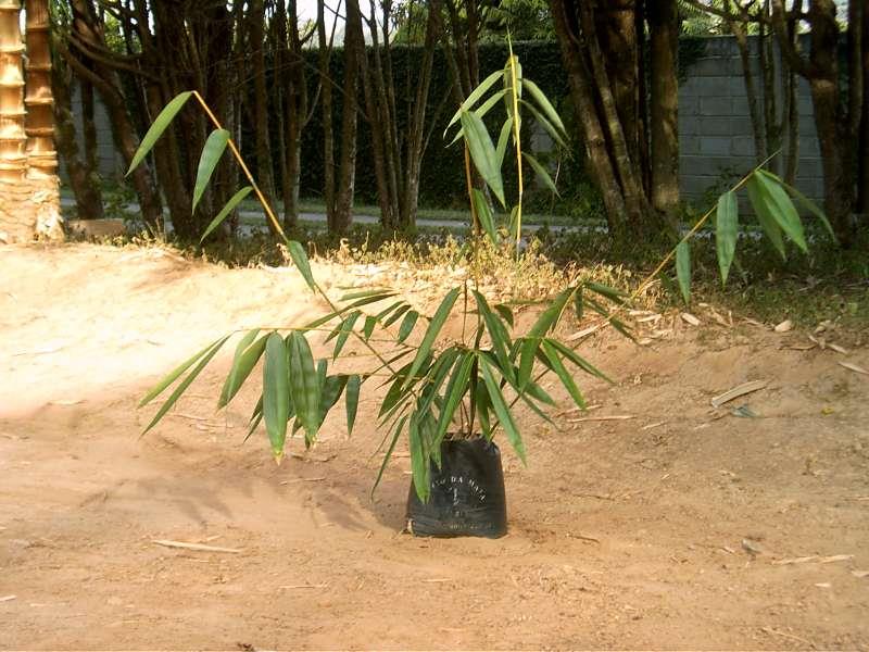 Fechamento de Grandes espaços com Bambu! - ENVIAMOS PARA TODO BRASIL