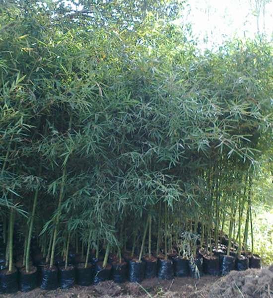 Mudas de Bambu Cana da India (Phyllostachys aurea) - ENVIAMOS PARA TODO BRASIL