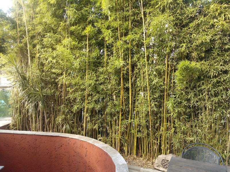 Mudas de Bambu Cana da India (Phyllostachys aurea) - ENVIAMOS PARA TODO BRASIL