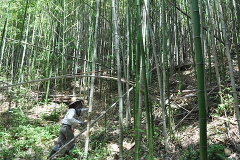 Para Conter Erosão, Plante Bambu - ENVIAMOS PARA TODO BRASIL