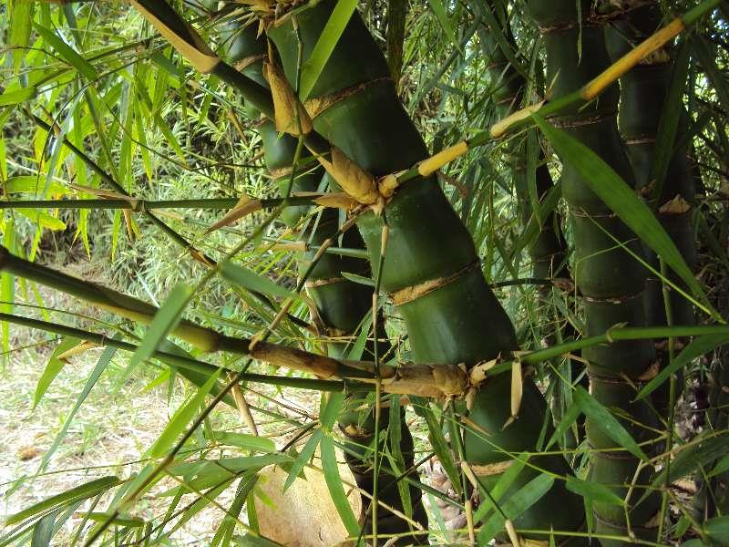 Raríssimo Bambu Barriga de Buda (mudas) - ENVIAMOS PARA TODO BRASIL