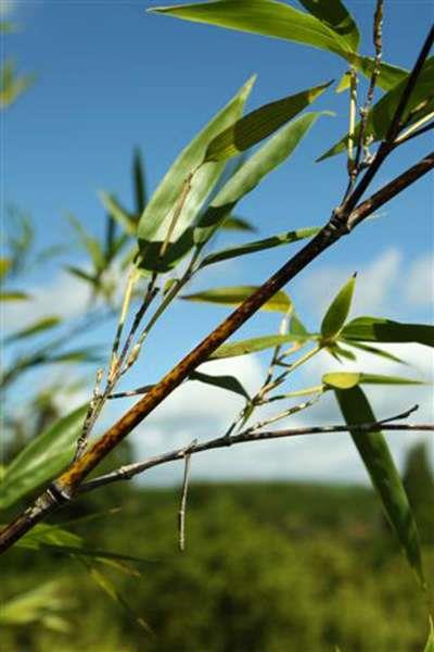 Raríssimo Bambu Preto (Phyllostachys nigra muchis) - ENVIAMOS PARA TODO BRASIL