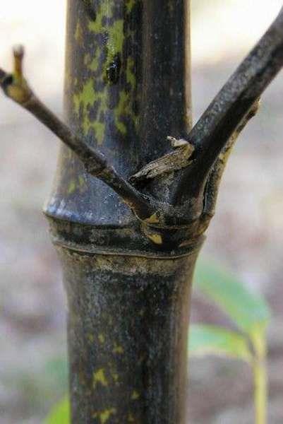 Raríssimo Bambu Preto (Phyllostachys nigra muchis) - ENVIAMOS PARA TODO BRASIL