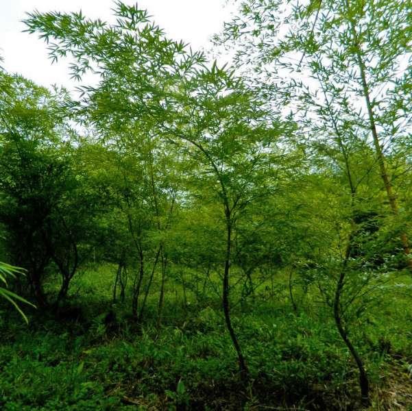 Mudas de Bambu Mosso (P. edulis) - ENVIAMOS PARA TODO BRASIL