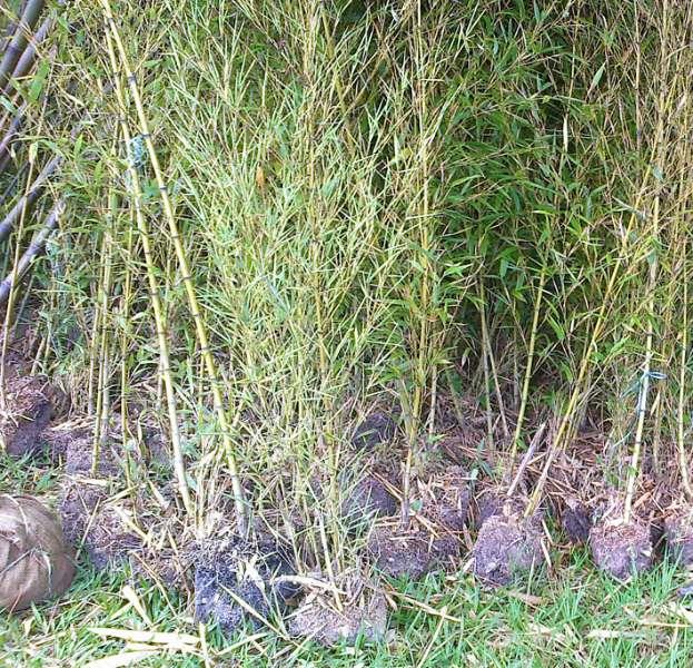 Mudas de Bambu Mosso (P. edulis) - ENVIAMOS PARA TODO BRASIL