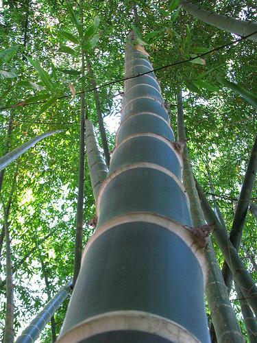 Mudas de Bambu Guadua (Angustifólia Kunth) - ENVIAMOS PARA TODO BRASIL
