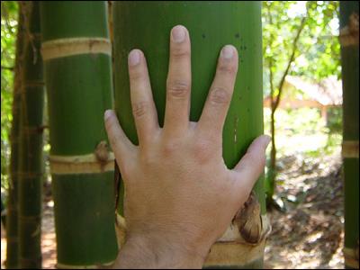 Mudas de Bambu Guadua (Angustifólia Kunth) - ENVIAMOS PARA TODO BRASIL