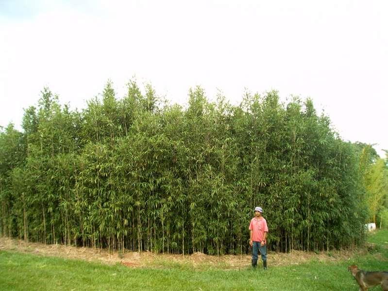 Bambu Japonês (Bambu Metake) - ENVIAMOS PARA TODO BRASIL