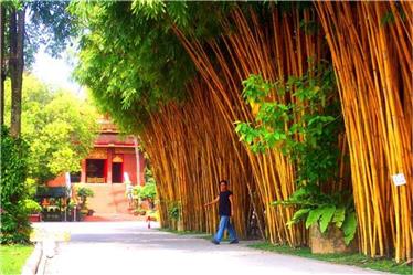 Lindíssimo Bambu Imperial (B. vulgaris vittata) - ENVIAMOS PARA TODO BRASIL