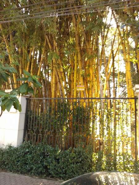 Lindíssimo Bambu Imperial (B. vulgaris vittata) - ENVIAMOS PARA TODO BRASIL