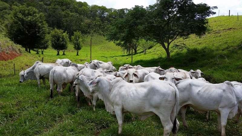 Touros, Vacas e Bezerros Brahman Belo Horizonte MG