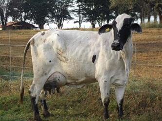 Vendo Vacas Girolando - Minas Gerais