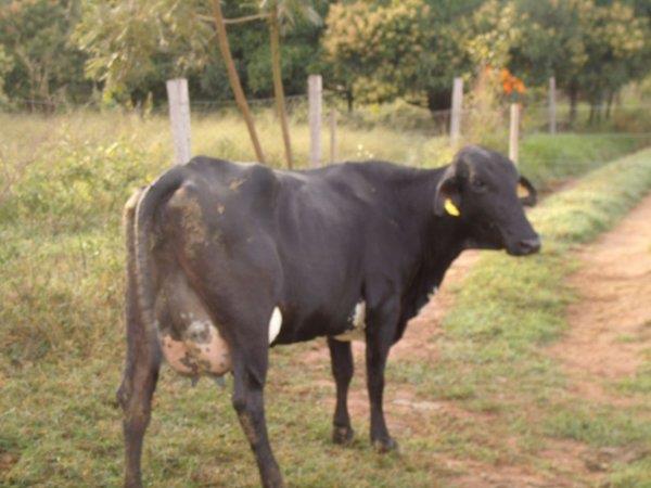 Vendo Vacas Girolando - Minas Gerais