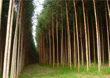 Floresta de Eucalipto a venda de 3000 ha em Minas Gerais