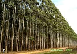 Floresta de Eucalipto a venda de 3000 ha em Minas Gerais