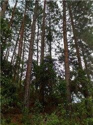 Vendo Floresta de Pinus em Santos Dumont Minas Gerais
