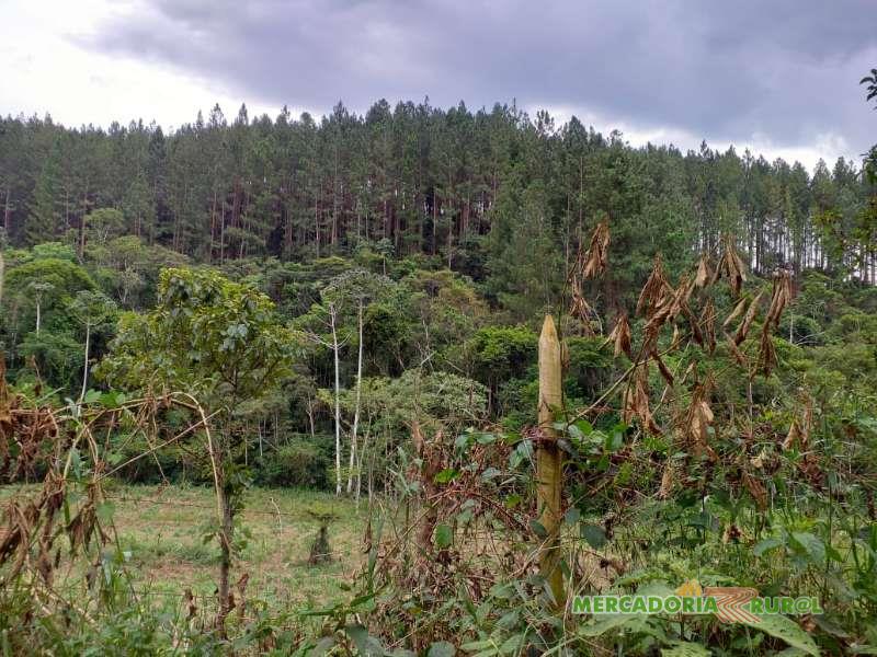 Vendo Floresta de Pinus em Santos Dumont Minas Gerais