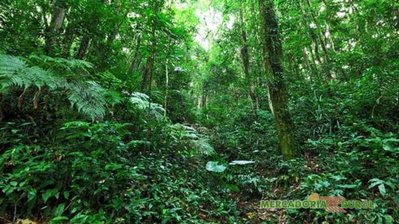 Area for Sale in the Amazon Brasil for Environmental Compensation