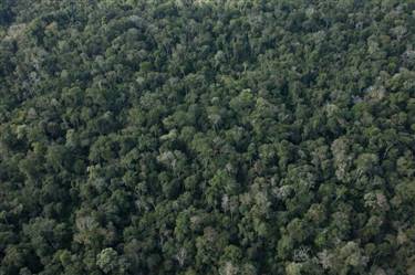 Vendo Áreas para Compensação Ambiental de Crédito de Carbono no Amazonas Brasil