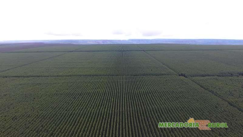 Vendo Floresta de Eucalipto de 3000 ha Triângulo Mineiro Minas Gerais 