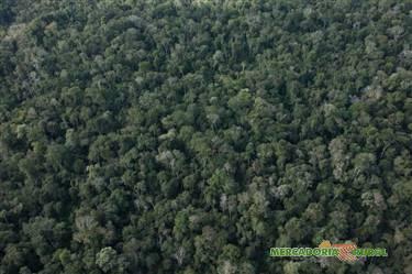 Vendo áreas de florestas nativas em Minas Gerais para compensação ambiental