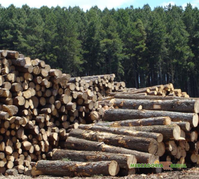 Floresta de Pinus a venda em Minas Gerais