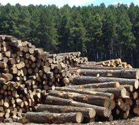 Floresta de Pinus a venda em Minas Gerais