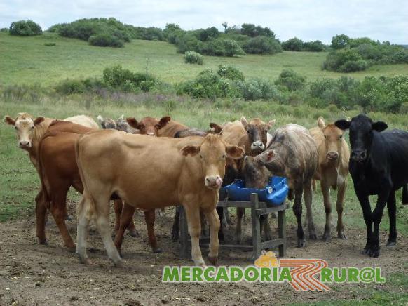 Vacas Angus - Rio Grande do Sul