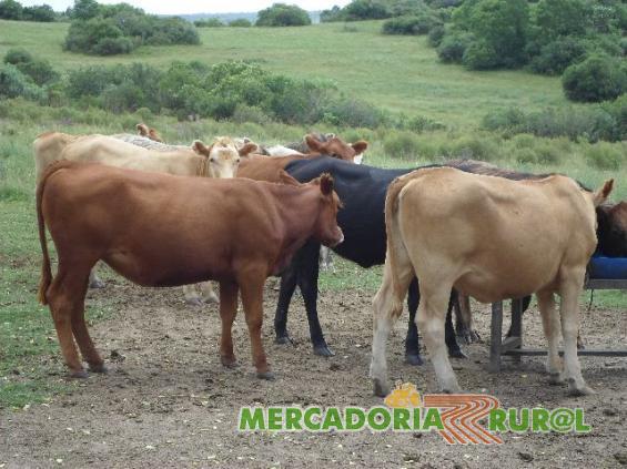 Vacas Angus - Rio Grande do Sul