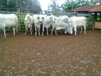 Vacas Brahman Belo Horizonte