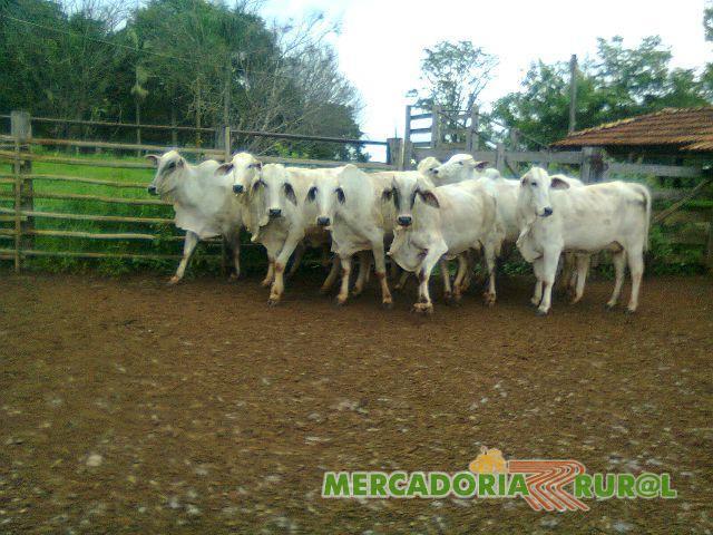 Vacas Brahman Belo Horizonte