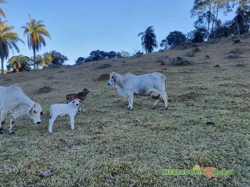 Vendo Vaca Brahman P.O Registrada Belo Horizonte 