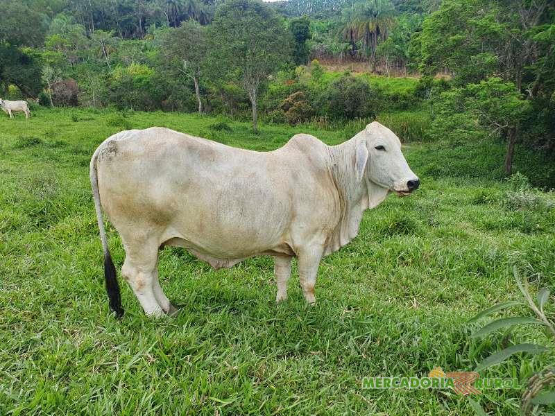 Vacas Brahman P.O  a Venda no Brasil