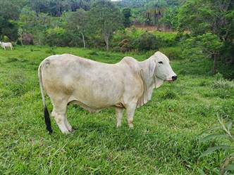 Vacas Brahman P.O Registrada a venda