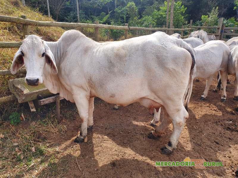 Vacas Brahman P.O Registrada a venda