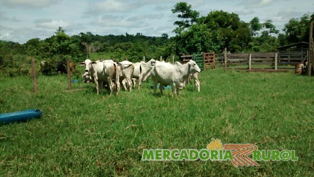 Vacas cruzadas Nelore com Tabapuã 