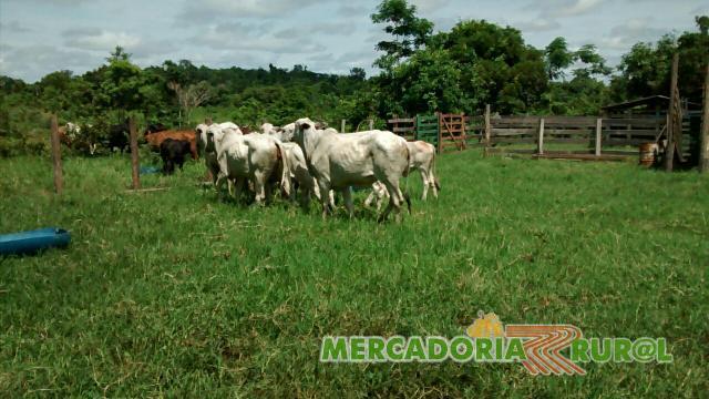Vacas cruzadas Nelore com Tabapuã 