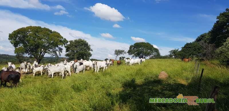 Vacas Nelore Belo Horizonte