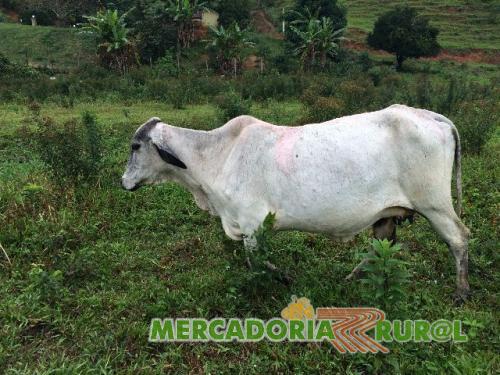 Vacas de Leite Girolando Guarapari ES