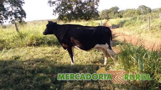 Vaca Girolando Paracatu MG