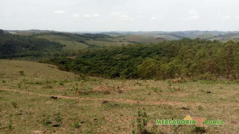 Vendo Fazenda de Eucalipto de 54 ha em Bertioga Minas Gerais