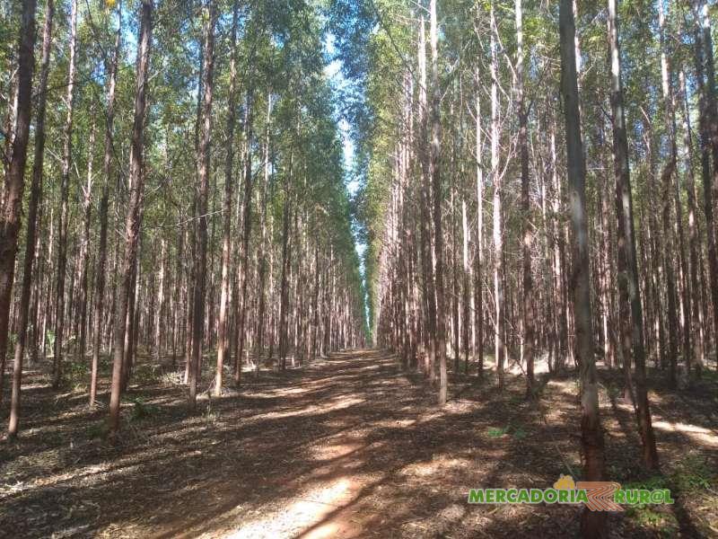 Vendo Floresta de Eucalipto com 452 ha em Pirapora Minas Gerais