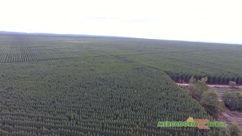 Eucalyptus farm for sale of 1300 ha in Brazil