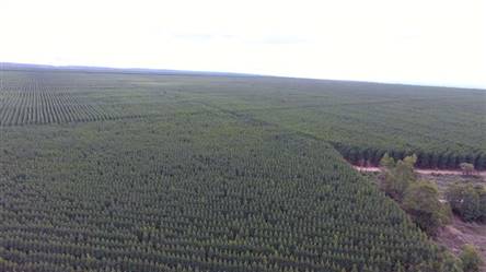 Fazenda de Eucalipto a venda com 1660 ha de Floresta no Norte de Minas