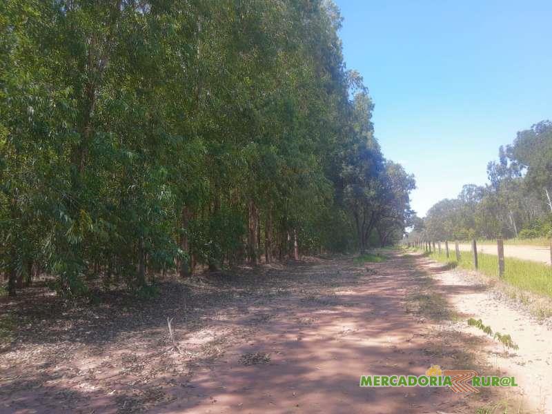 Fazenda a venda de 6000 ha Eucalipto em Minas Gerais
