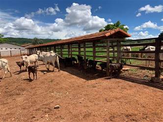 Vendo fazenda em Bocaiúva Minas Gerais para Pecuária de Corte Confinamento