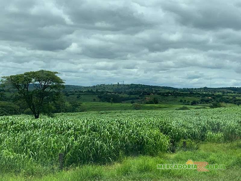Vendo fazenda em Bocaiúva Minas Gerais para Pecuária de Corte Confinamento