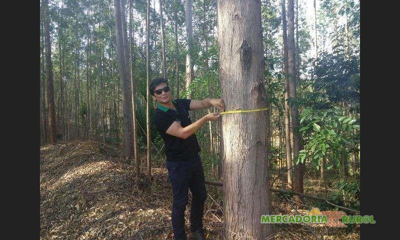 Wood for sale in Brazil from Eucalyptus for Export