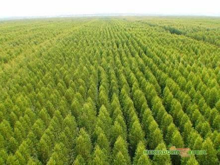 Vendo Florestas de Eucalipto para Indústria de Celulose